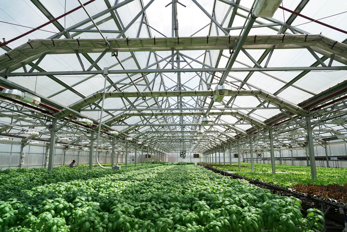 Gotham Greens opens a 10-acre farm/research facility in California