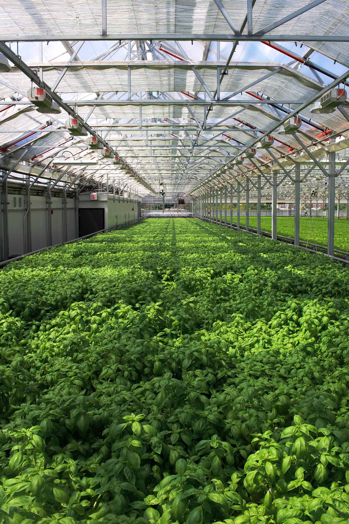 Gotham Greens (@gothamgreens) / X