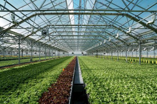 https://www.gothamgreens.com/wp-content/uploads/2019/10/GOTHAMGREENS_InsideGreenhouse_Technology-500x333.jpg