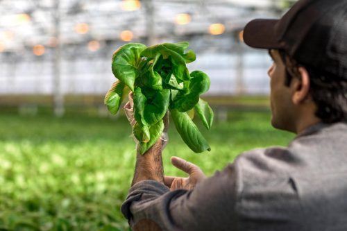 Gotham Greens opens high-tech greenhouse in Monroe, Ga.