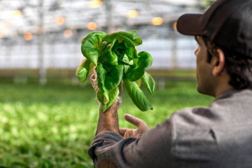 Gotham Greens opens second greenhouse in Colorado - Produce Blue Book