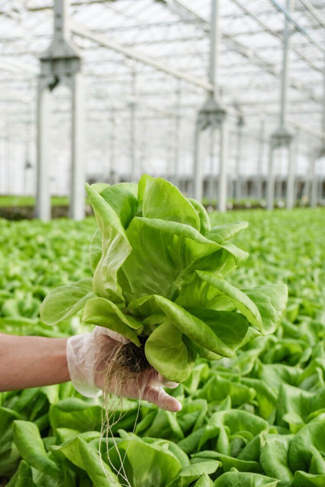 Gotham Greens opens new high-tech greenhouse in Providence, Rhode