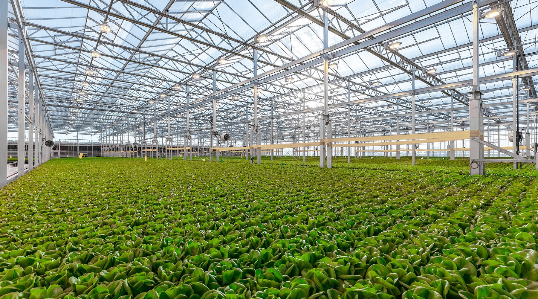 It's Official Our California Greenhouse Is Open! Gotham Greens