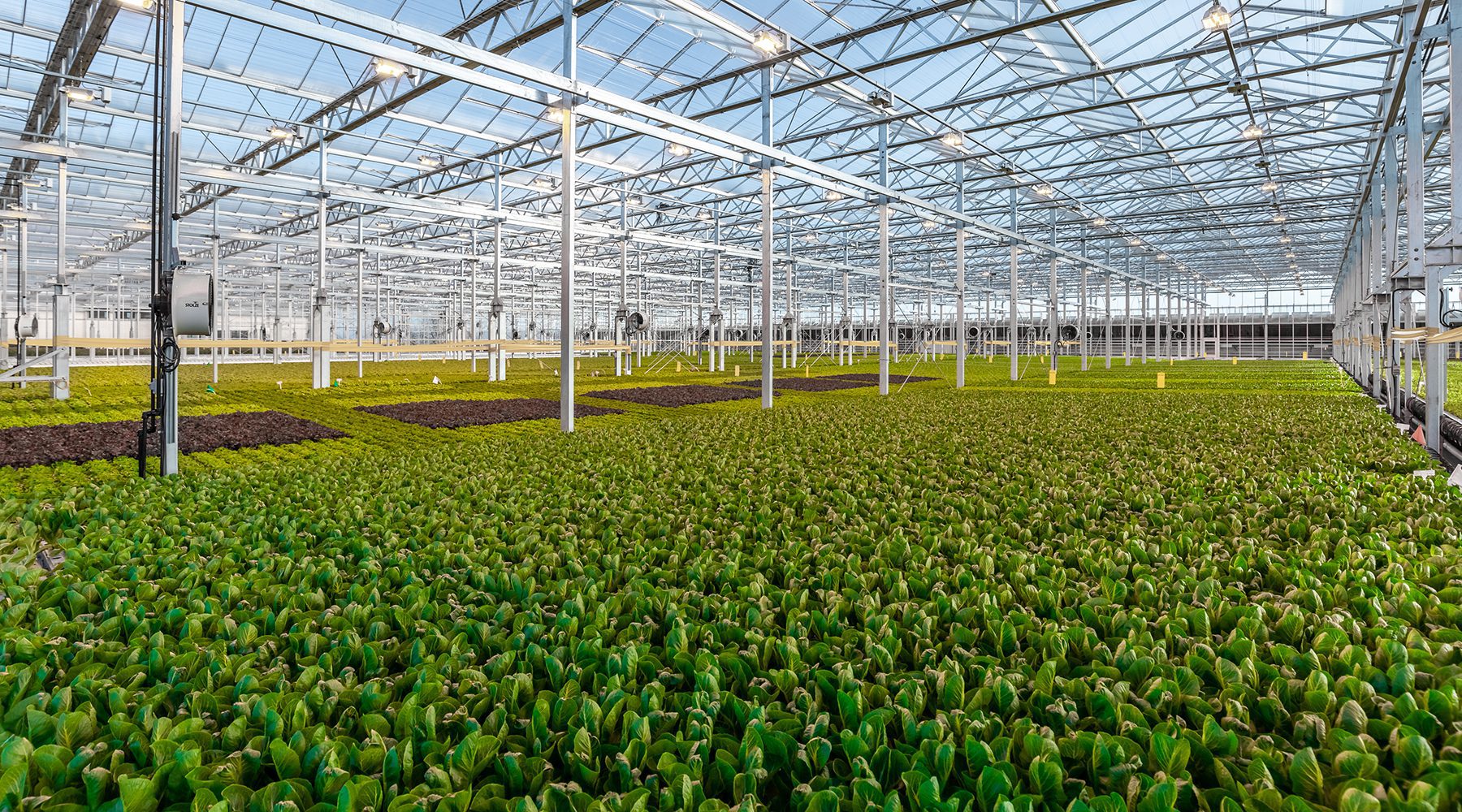 Tops partners with greenhouse grower Little Leaf Farms