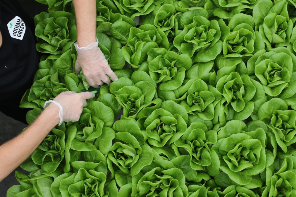 A look inside Gotham Greens's new high-tech indoor farming