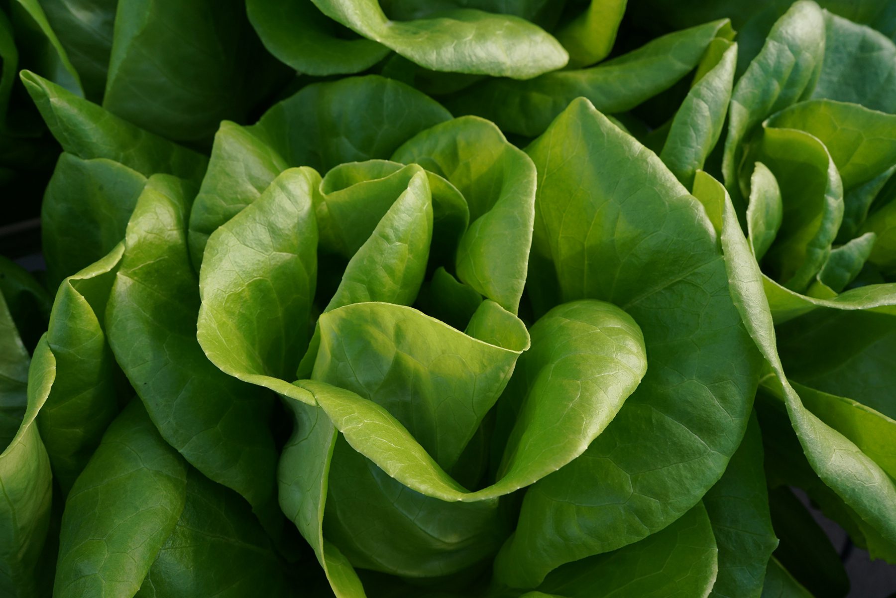 https://www.gothamgreens.com/wp-content/uploads/2022/04/220310-gotham-greens-davis-california-greenhouse-photography-0319-1.jpg