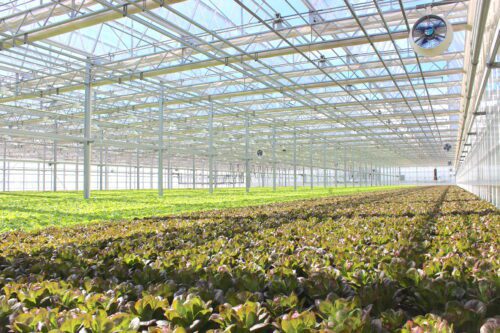 Photo of a large greenhouse with lettuce