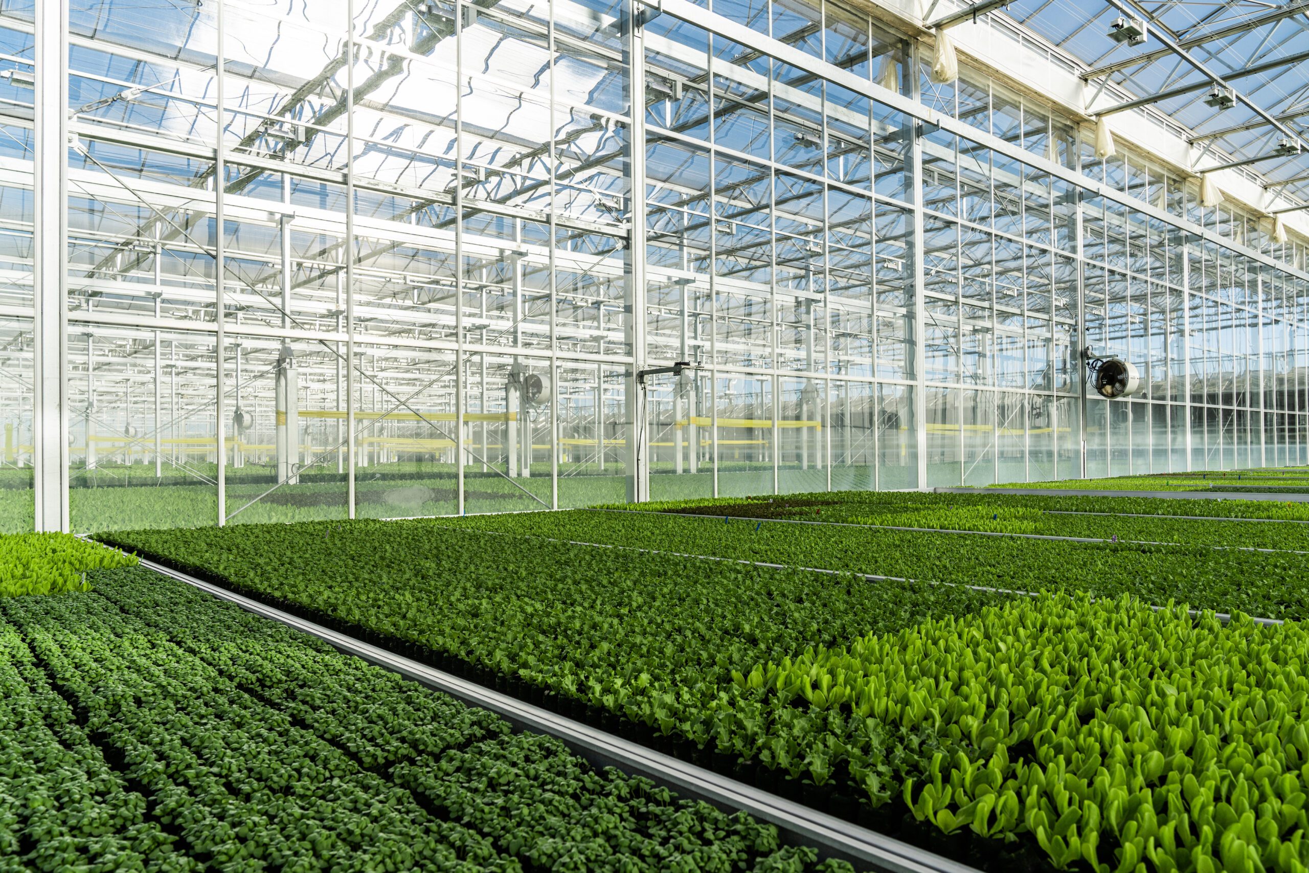 Gotham Greens Indoor Hydroponic Farm with Sunlight pouring through glass ceiling
