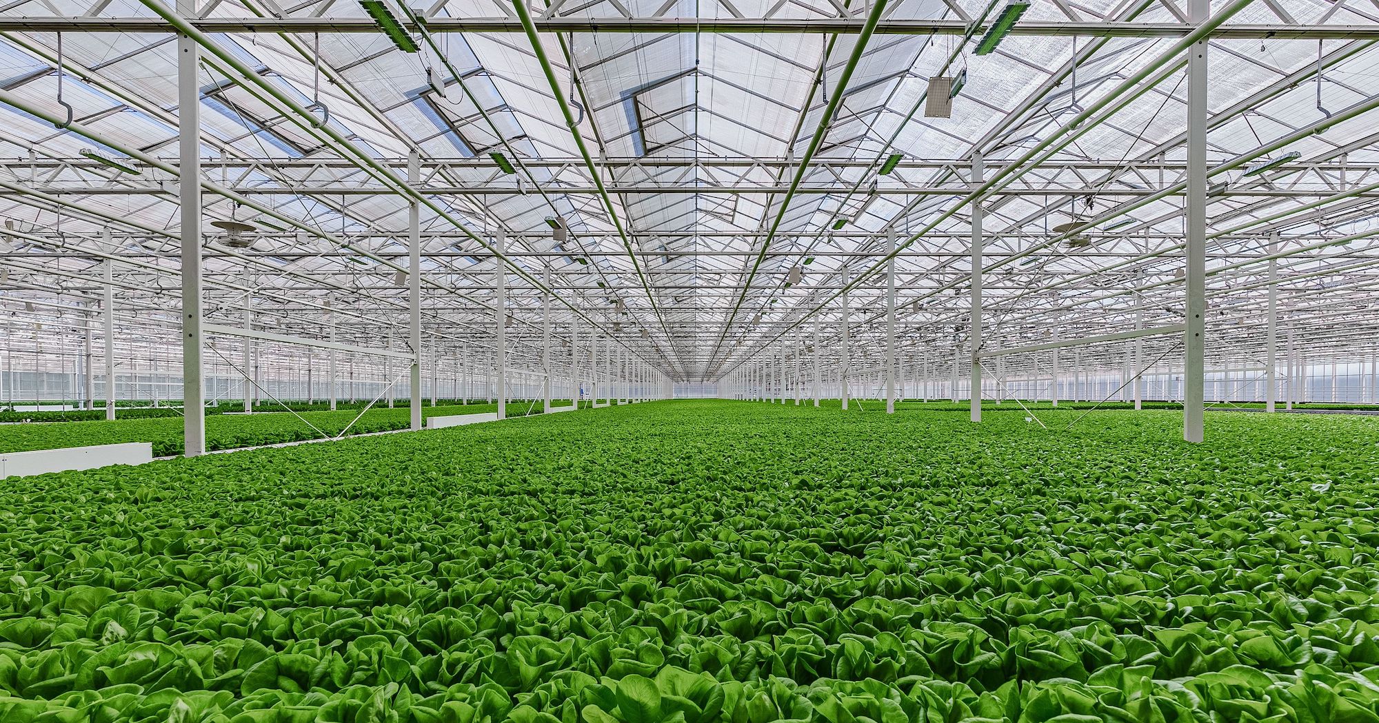 Gotham Greens is Redefining What's Possible in the Food System by
