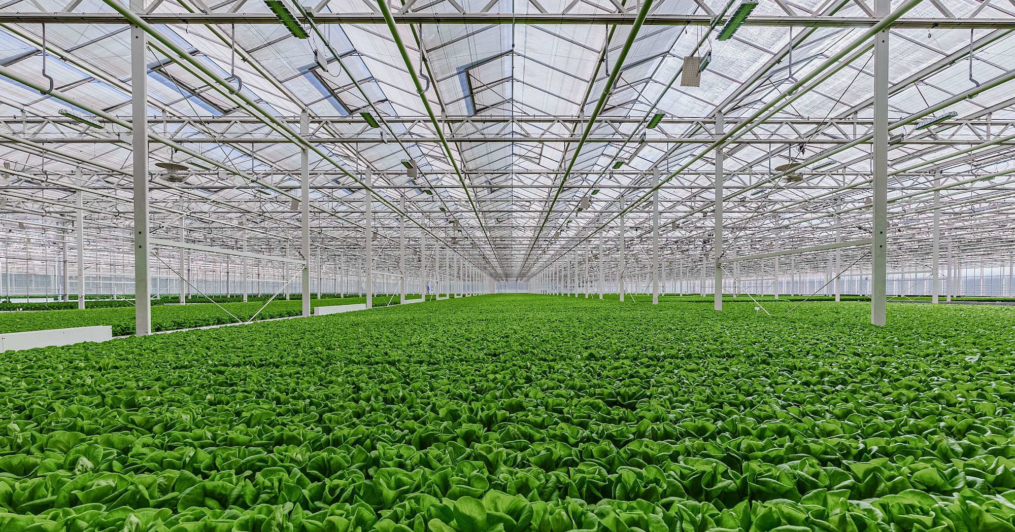 https://www.gothamgreens.com/wp-content/uploads/2023/10/ATL-INTERIOR.jpg