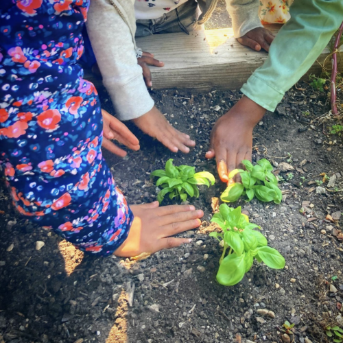 https://www.gothamgreens.com/wp-content/uploads/2023/11/Screenshot-2023-11-22-at-1.03.13-PM-500x500.png