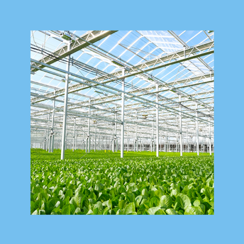 Gotham Greens + Sesame Street collaboration: a photo of the inside of a sunny greenhouse
