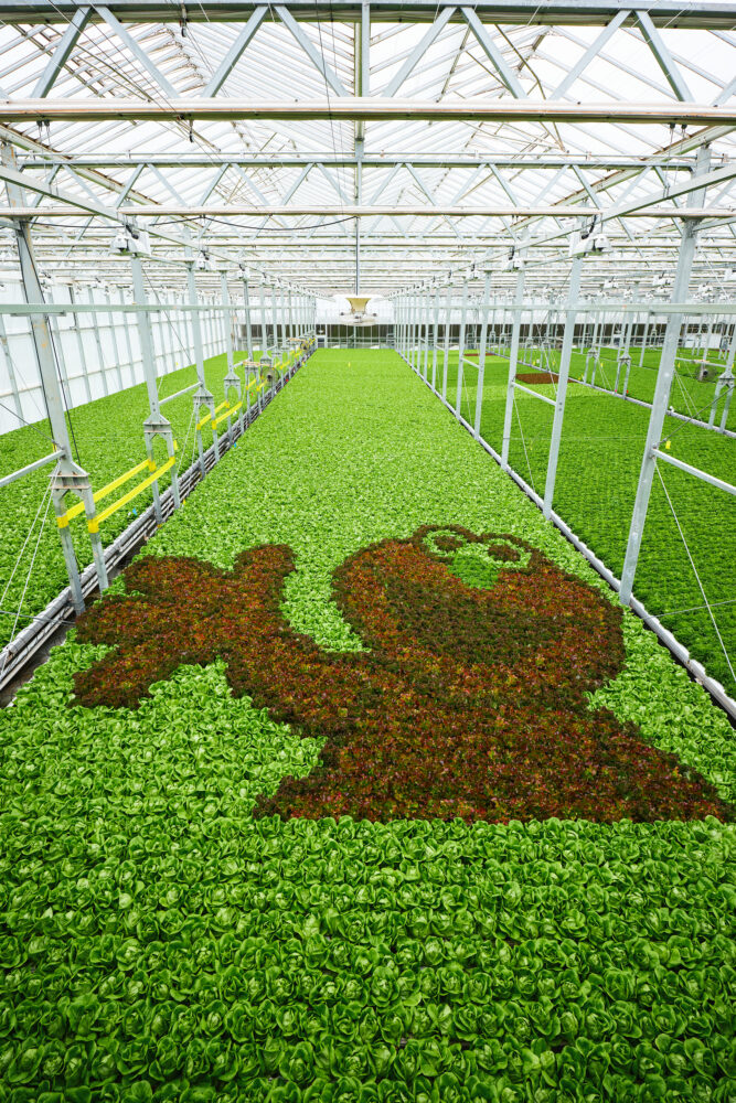 Gotham Greens + Sesame Street collaboration: a large image of Elmo appears in the greenhouse